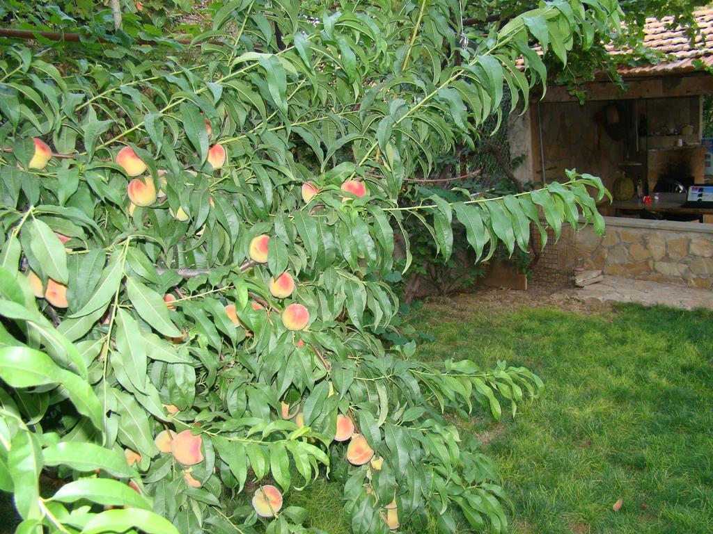 Guest House Ucha Mtsʼkhetʼa Екстериор снимка