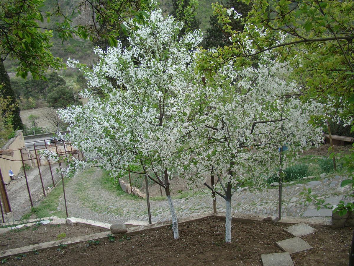 Guest House Ucha Mtsʼkhetʼa Екстериор снимка
